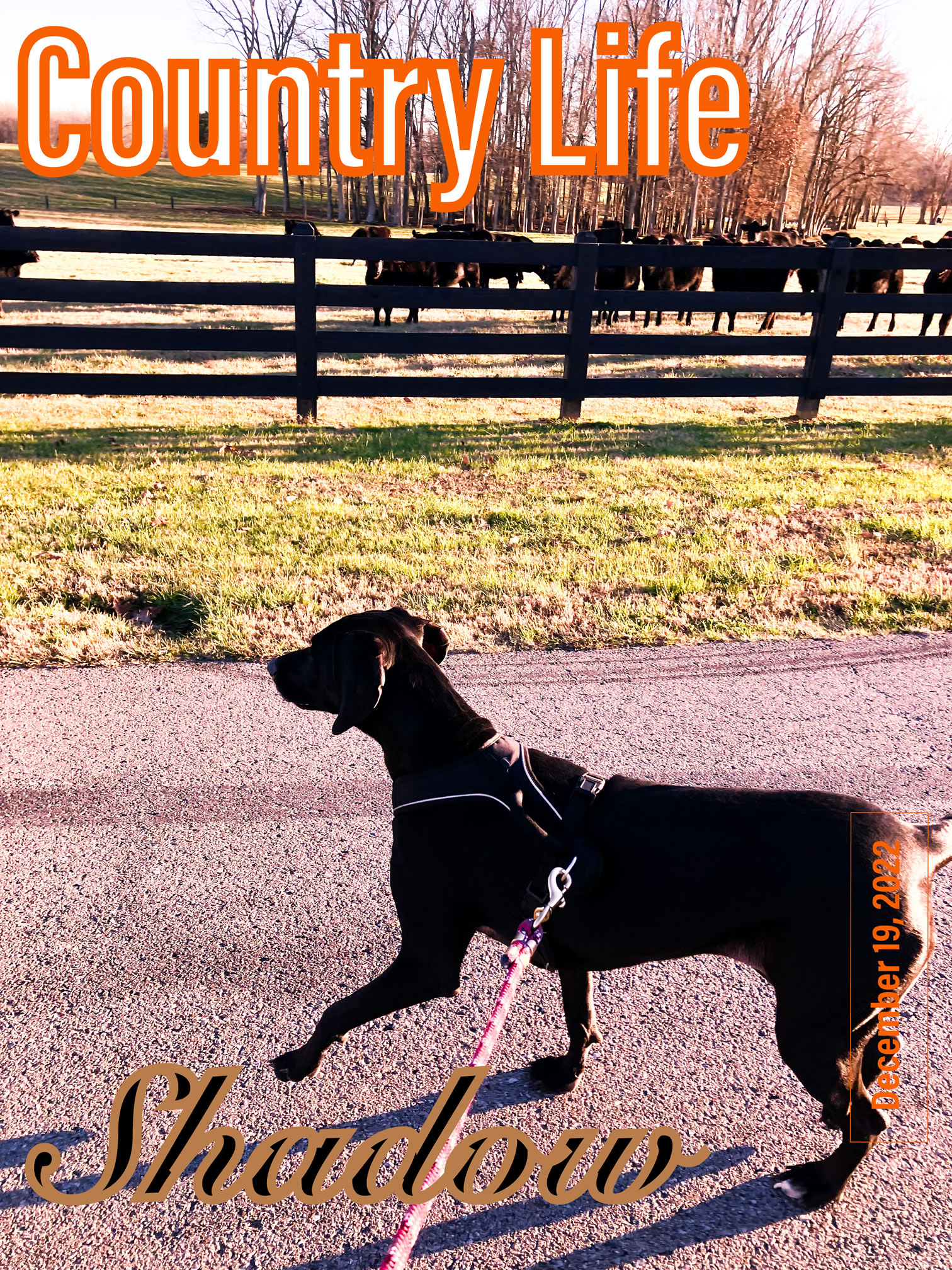 Docs Newest Reddit Community is Deep South about Country Life in the United States, here Puddin aka Shadow and Doc are on a walk