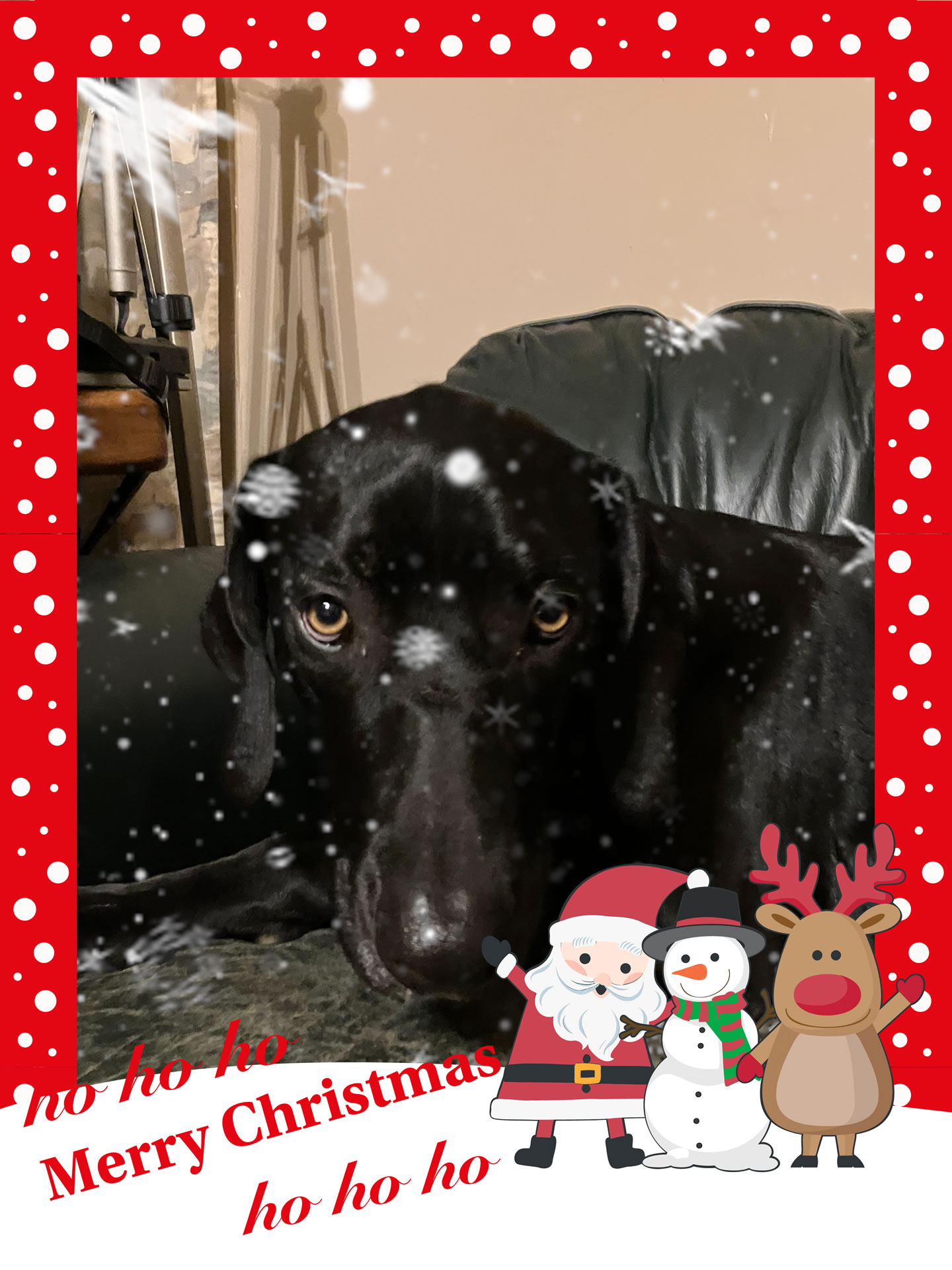 Puddin's Merry Christmas picture we use in some Videos and ad's. 