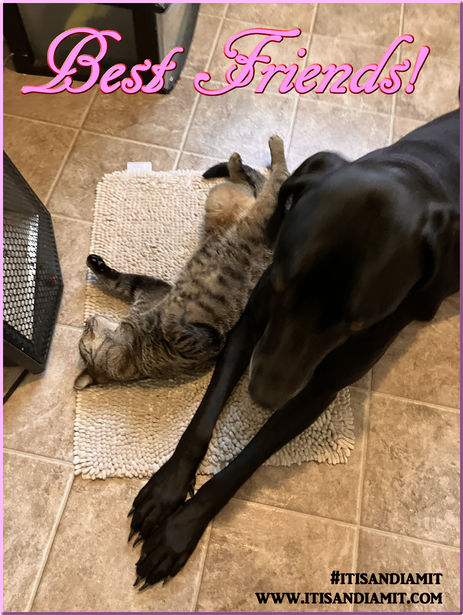 Best Friends Joey the Cat and Puddin the Dawg, and two of a kind
