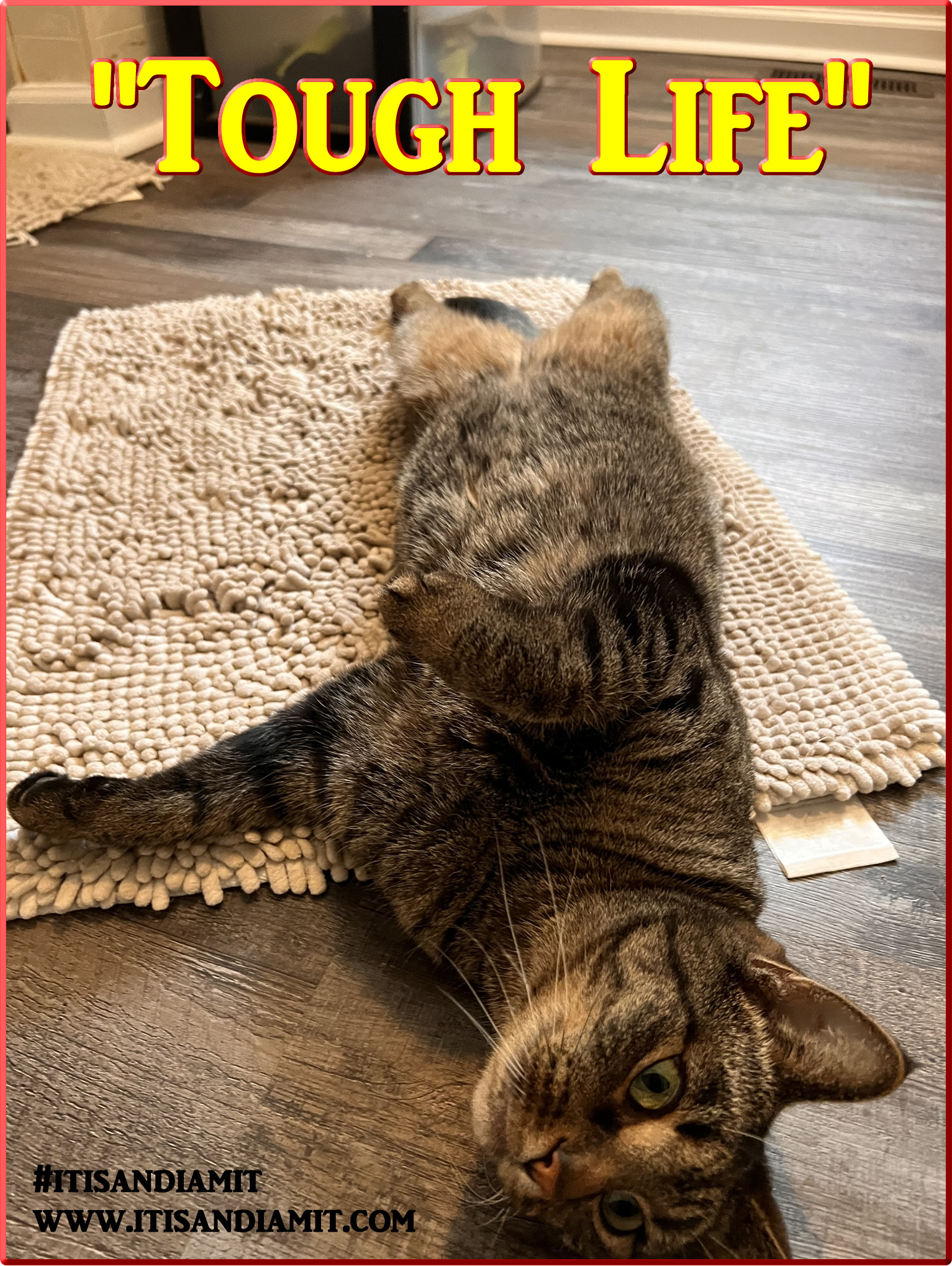 Tough Life, Joey the Cat is laying all sprawled out. 