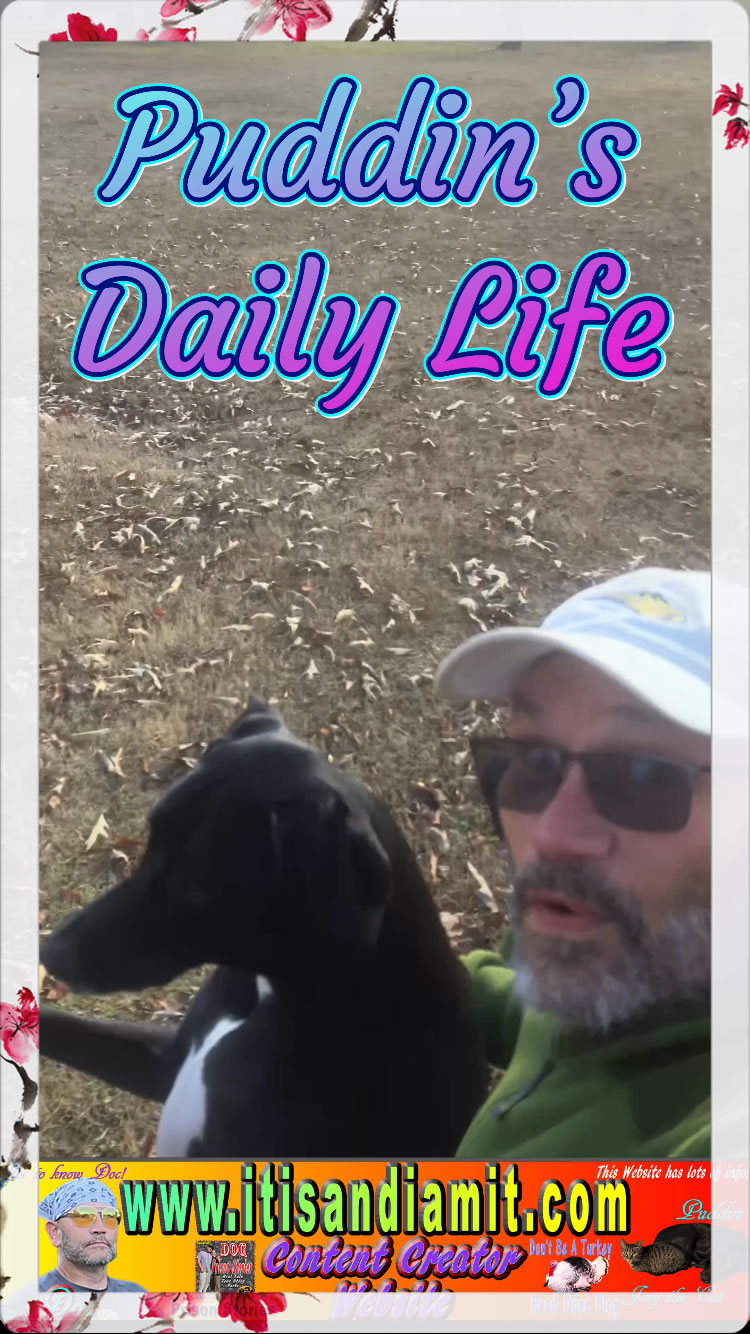 Puddins Daily Life with DOC December 10th 2023 - Puddin Fusses at the Neighbors Dogs