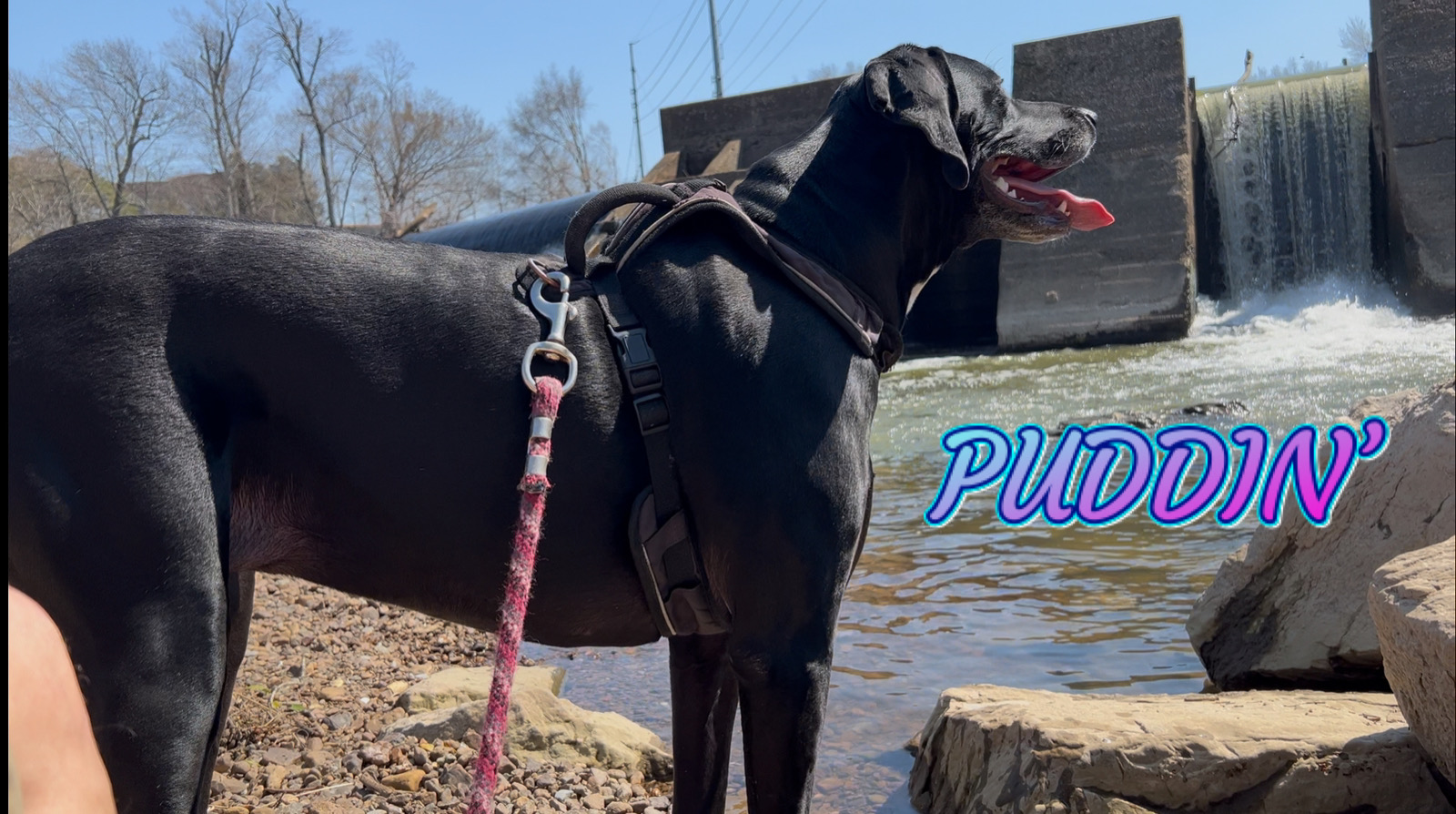 Puddins Daily Adventures