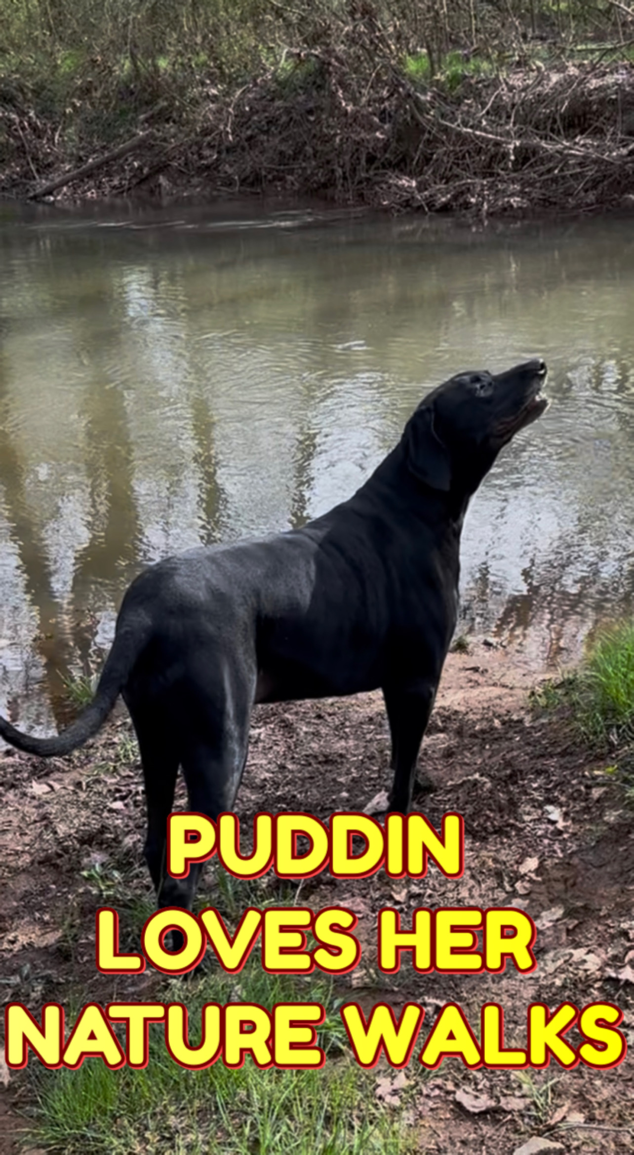 Puddin’ always helps me find the bright side of things