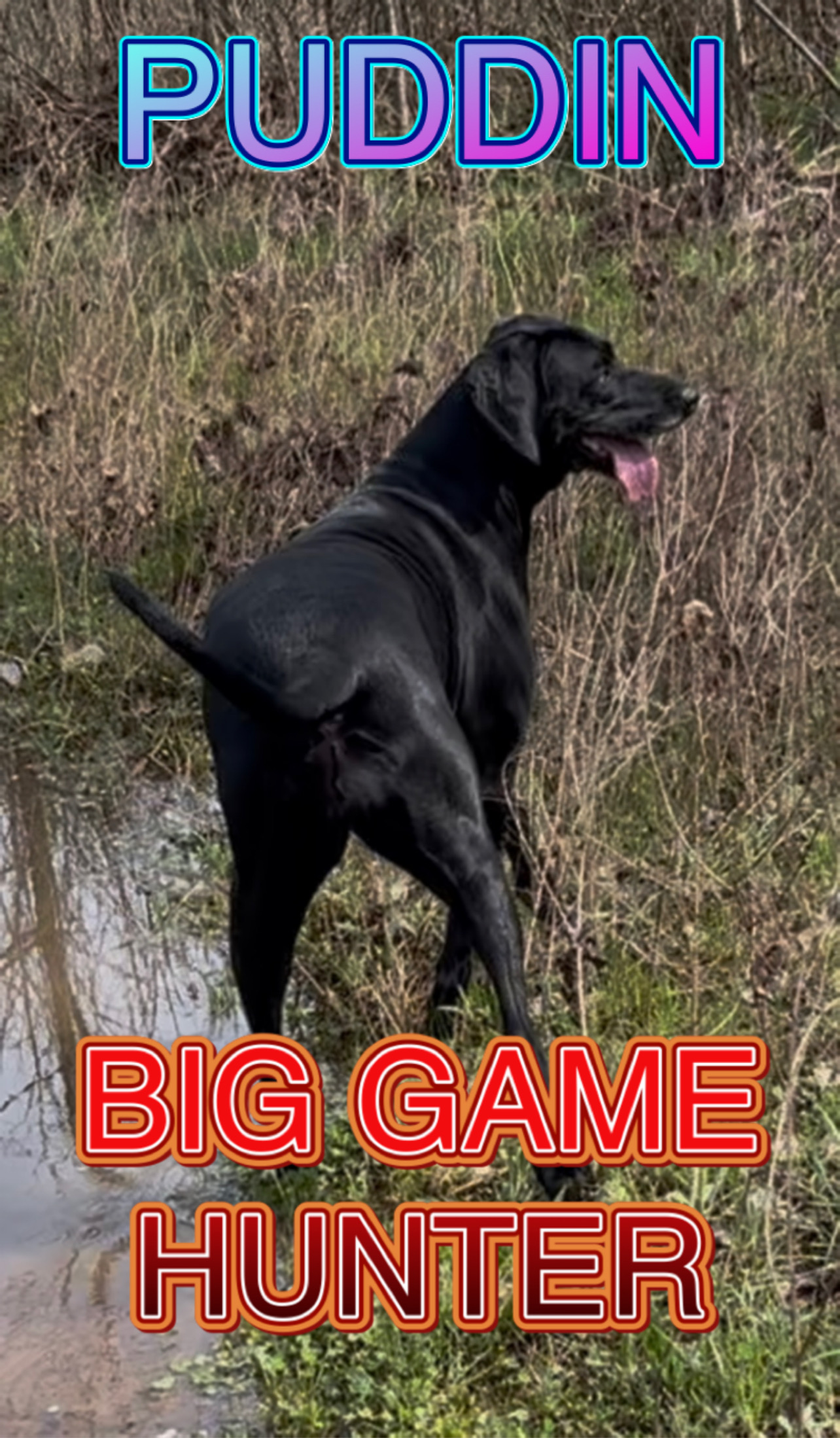 Puddin is a Big Game  Hunter