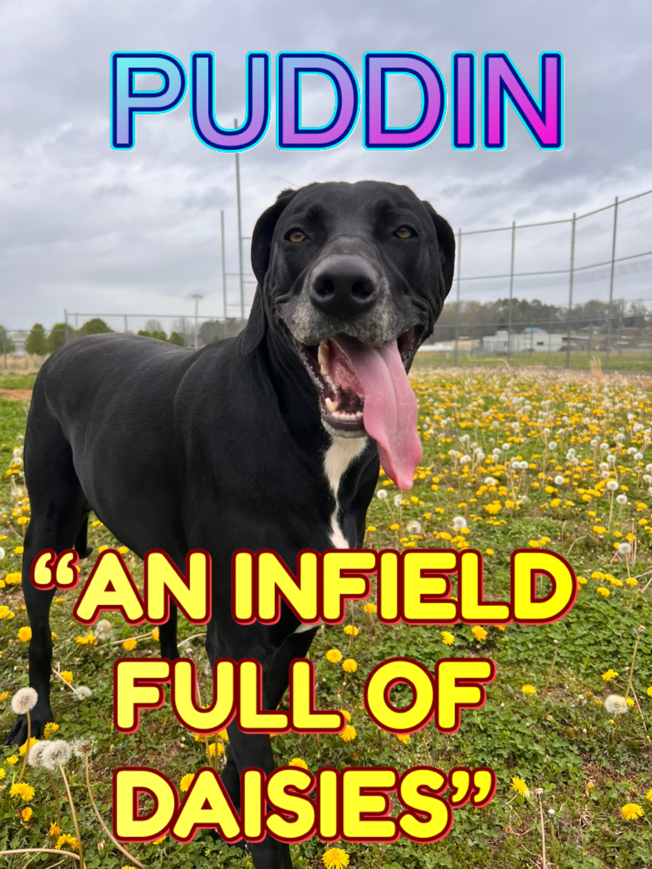 Puddin’ standing in a field full of daises, in Hazel Green Alabama