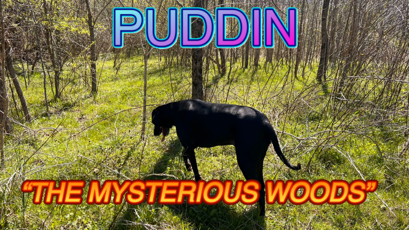 Adventure of Puddin The Mysterious Woods a Story By DOC
