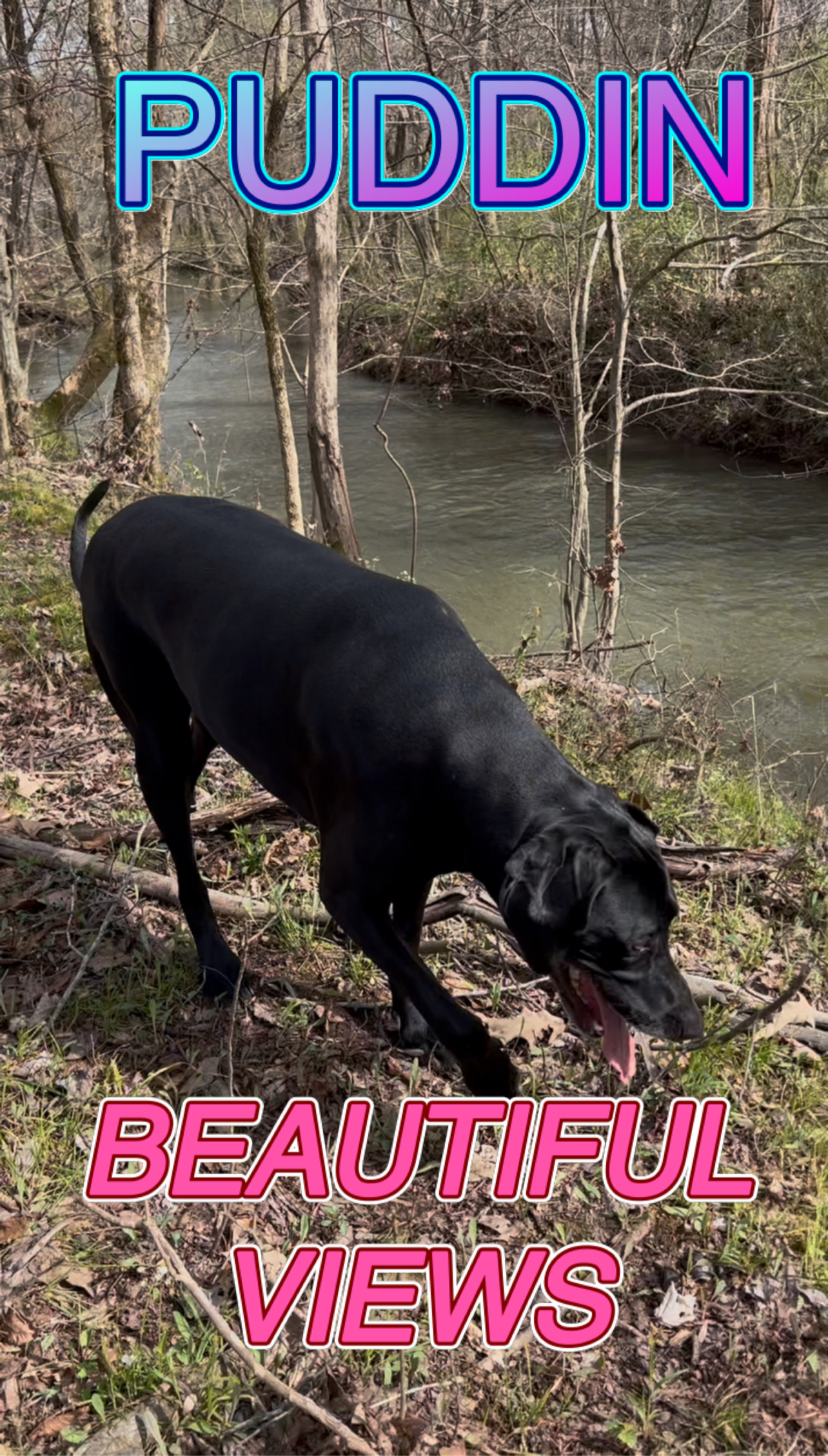 PUDDIN WALKING ALONG THE RIVERBANK