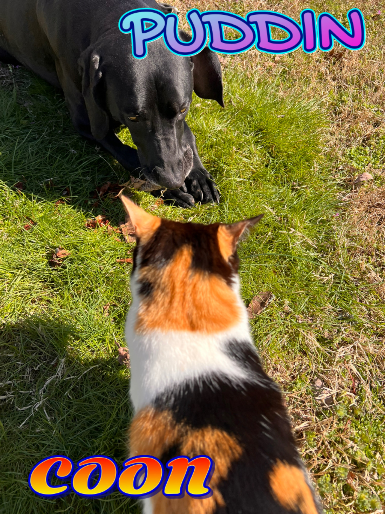 Puddin and Coon. Coon watches Puddin chew on a Pine Cone