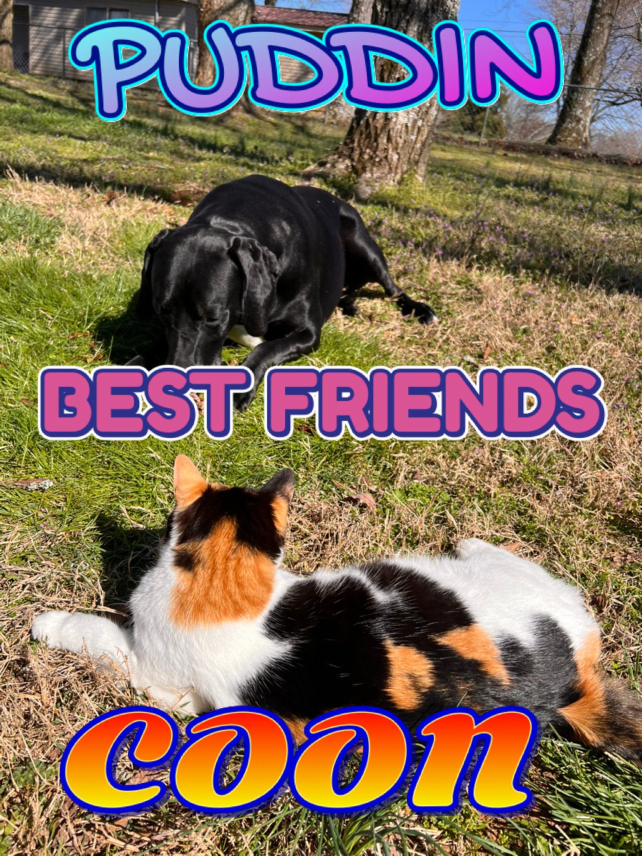 Puddin and Coon are Best Friends