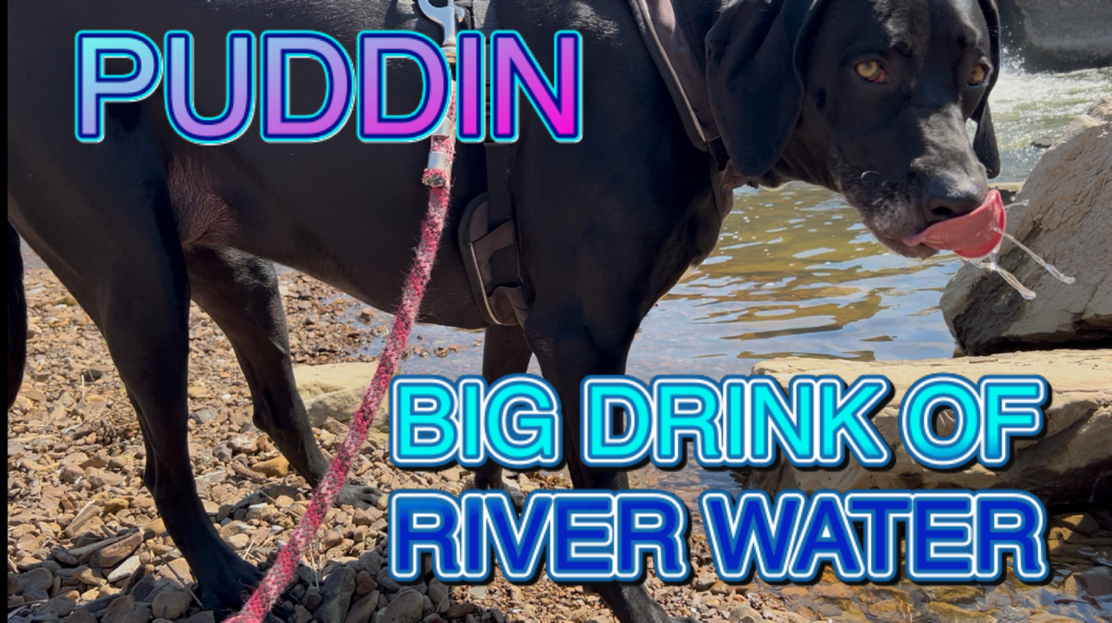 PUDDIN viditing Fisherman’s Park in Shelbyville Tennessee