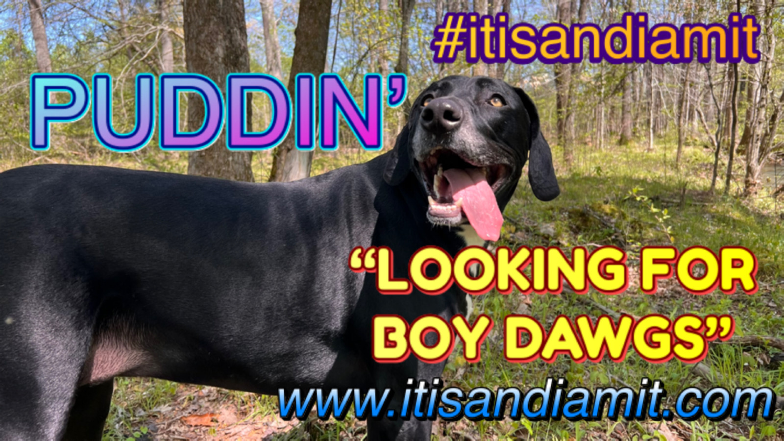 Puddin is always looking for Boy Dawgs
