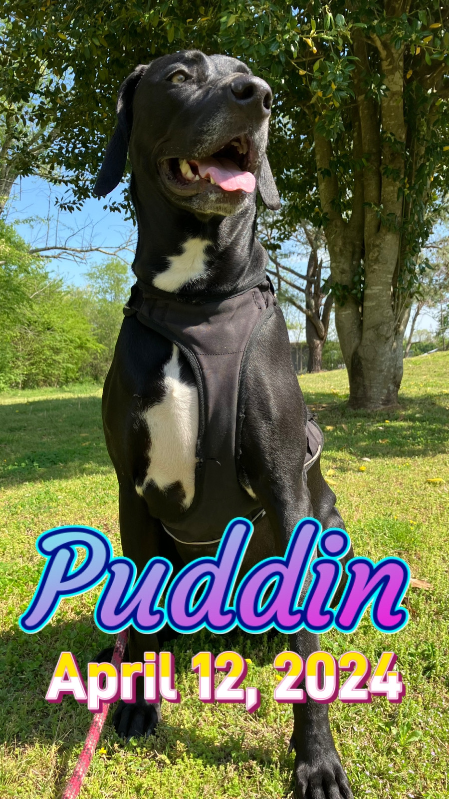 Puddin on April 12, 2024. #puddinsdailylife #puddin