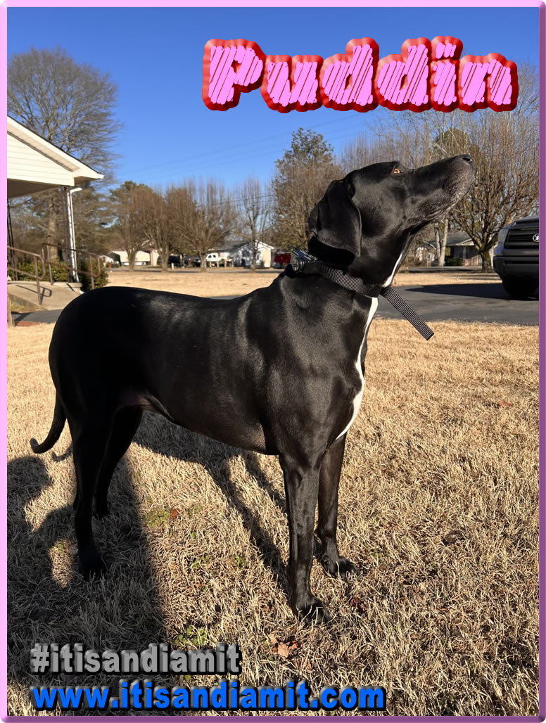 Puddin poses with her new Pet Guardian Receiver Collier on.