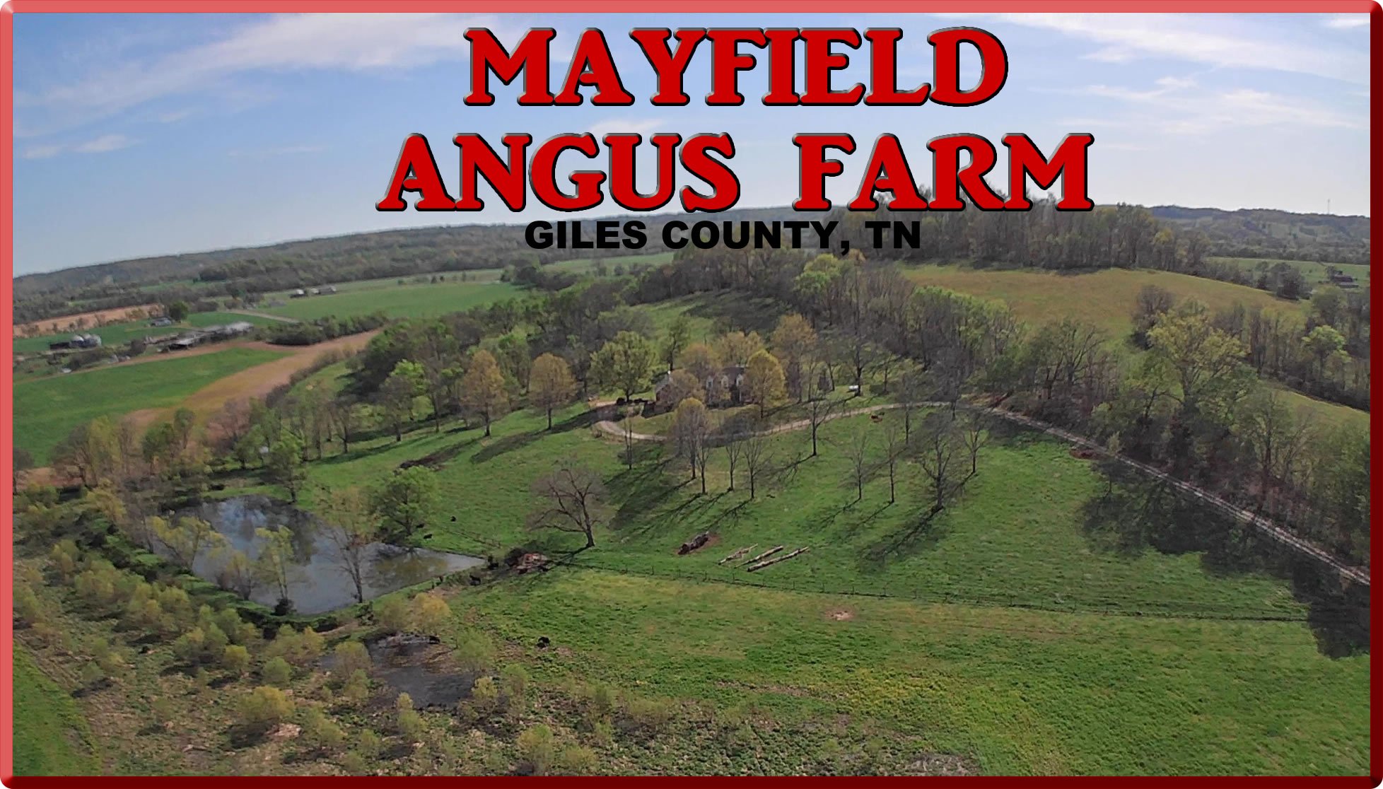 Mayfield Angus Farm Premier Angus Beef Breeder