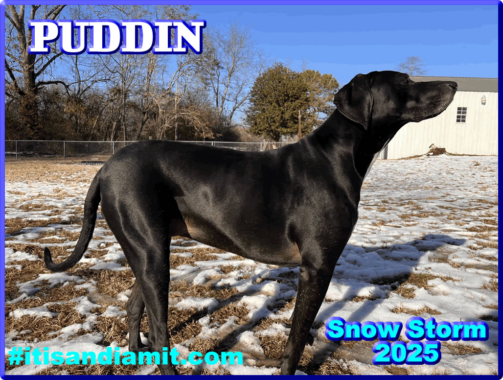 Puddin Poses For the Camera Snow Storm 2025