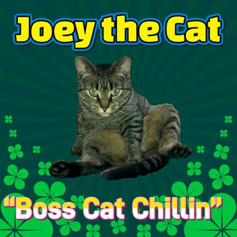 Joey the Cat Gangster Boss Cat Chilling Famous Cat Bath with The Look