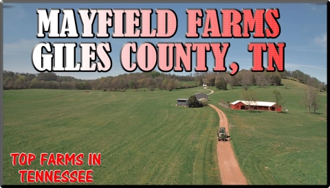 MAYFIELD ANGUS FARM in GILES COUNTY, TN  A PREMIER ANGUS BEEF BREEDER