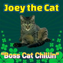 Joey the Cat Gangster Boss Cat Chilling Famous Cat Bath with The Look